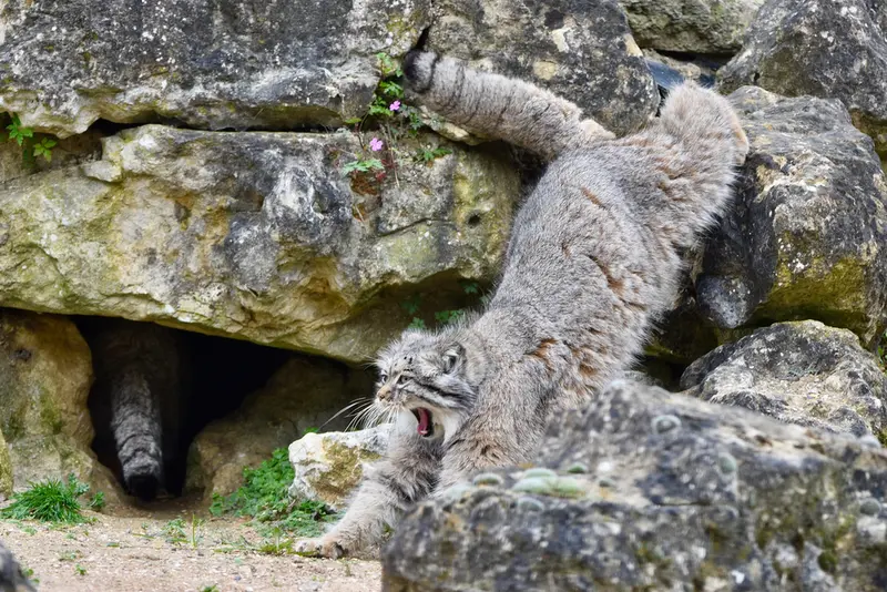A photograph of Atlan in Port Lympne Wild Animal Park