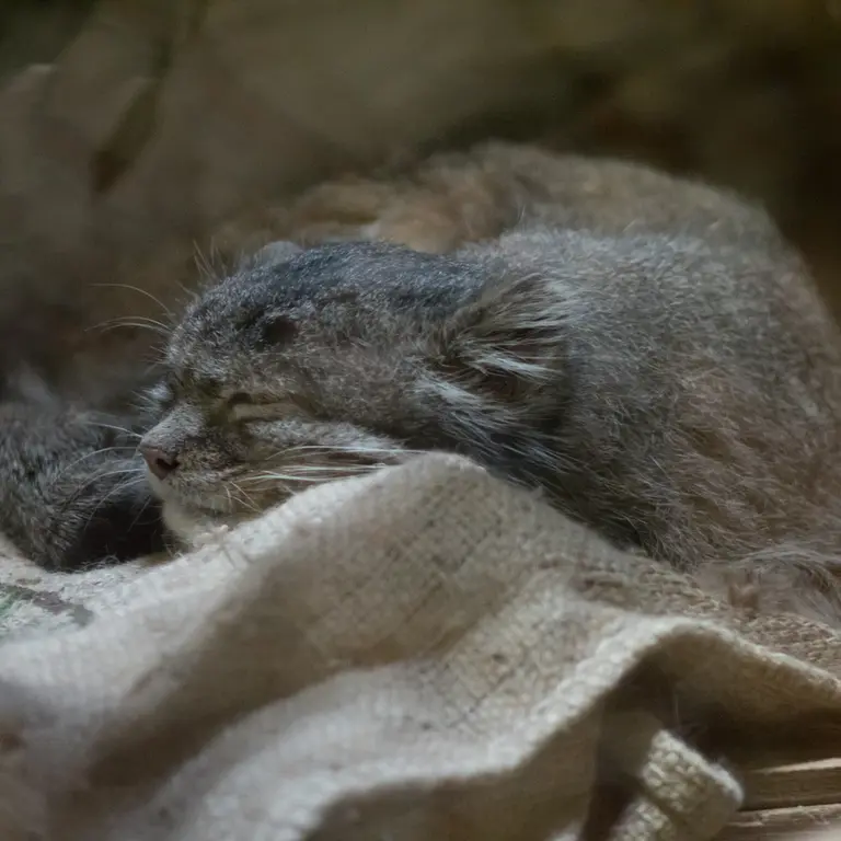 A photograph of Klyon in Ueno Zoological Gardens