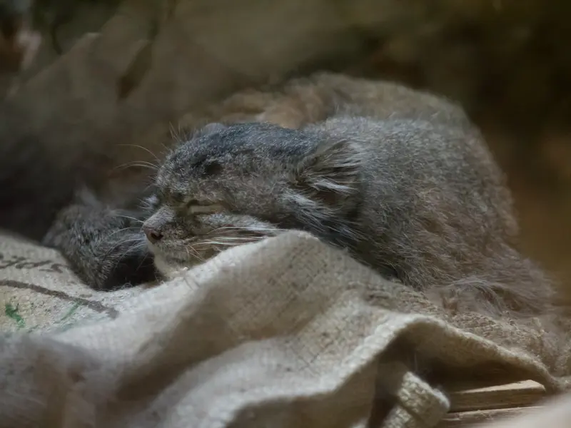 A photograph of Klyon in Ueno Zoological Gardens