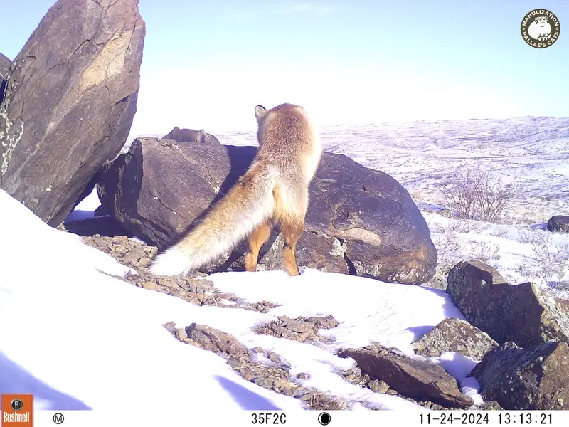 A photograph of Red fox from Koshkar camera trap