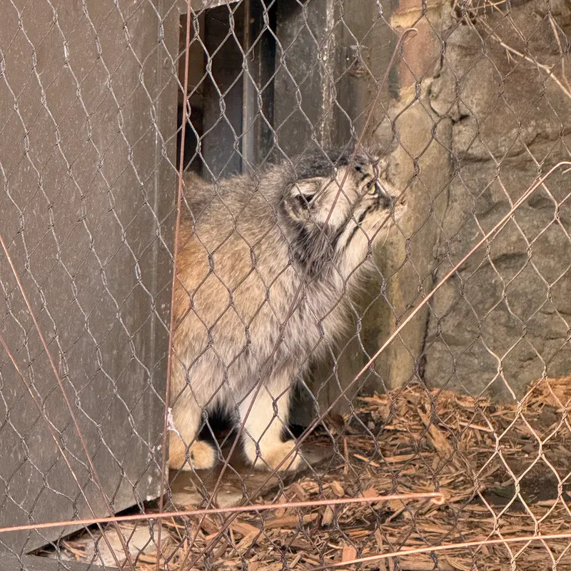 A photograph of Sarnai in Prospect Park Zoo