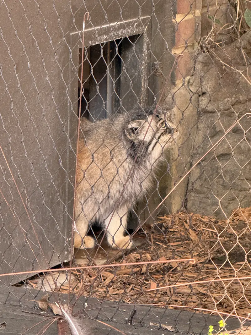 A photograph of Sarnai in Prospect Park Zoo