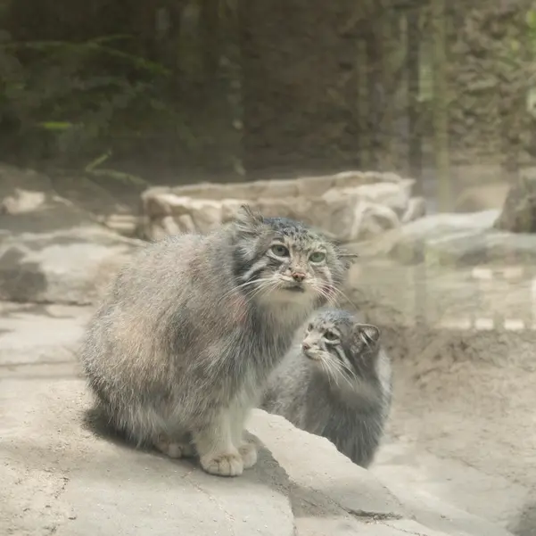 A photograph of Az and Oto in Kobe Animal Kingdom