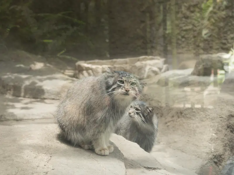 A photograph of Az and Oto in Kobe Animal Kingdom