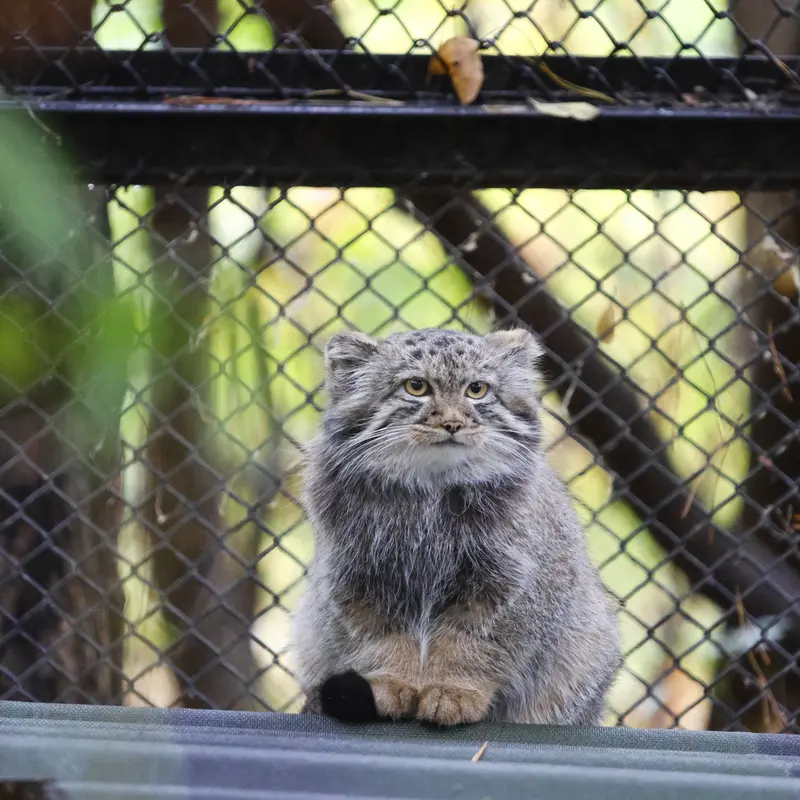 A photograph of Son of Adele b.2026 Ⅲ in Novosibirsk Zoo
