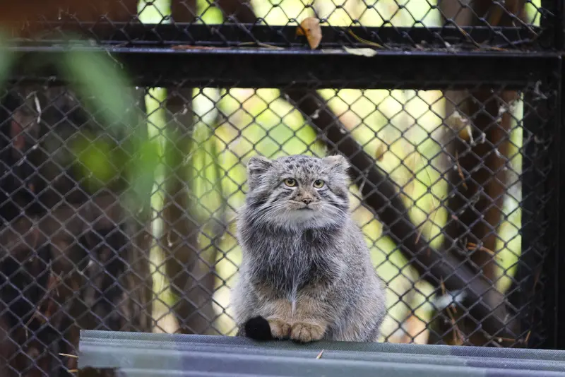 A photograph of a Pallas's cat in Novosibirsk Zoo