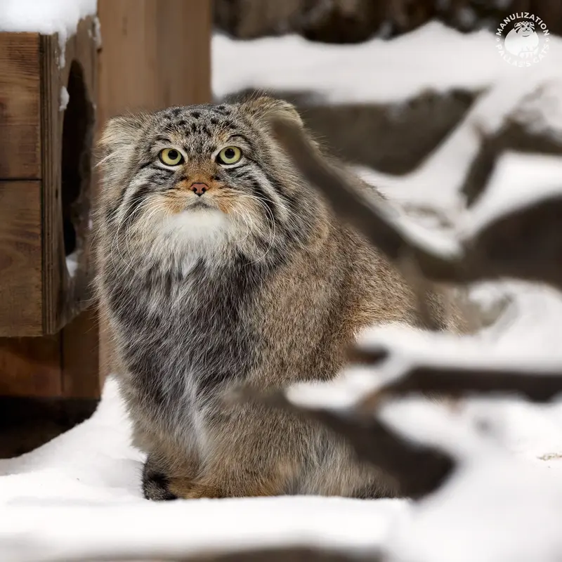 A photograph of a Pallas's cat