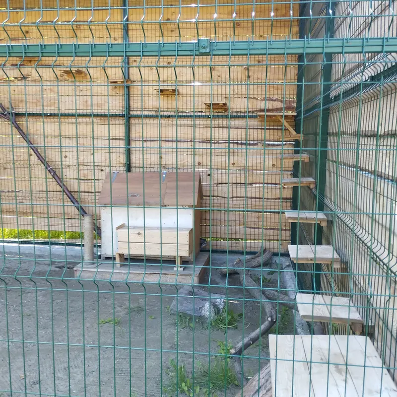 A photograph of Chip in Barnaul zoo “Lesnaya skazka”