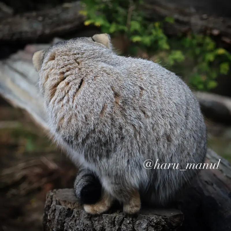A photograph of Nagomu in Nasu Animal Kingdom