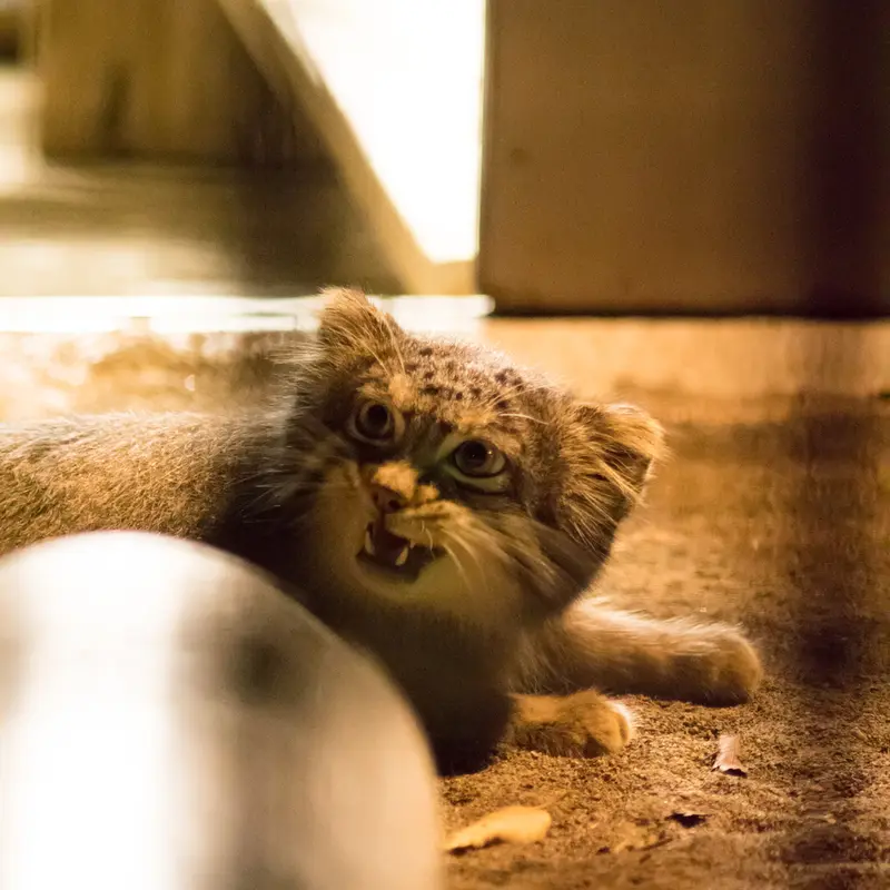 A photograph of Figa in Nogeyama Zoo