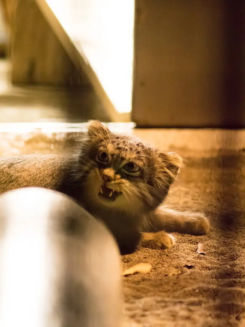 A photograph of Figa in Nogeyama Zoo