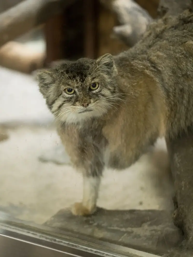 A photograph of a Pallas's cat