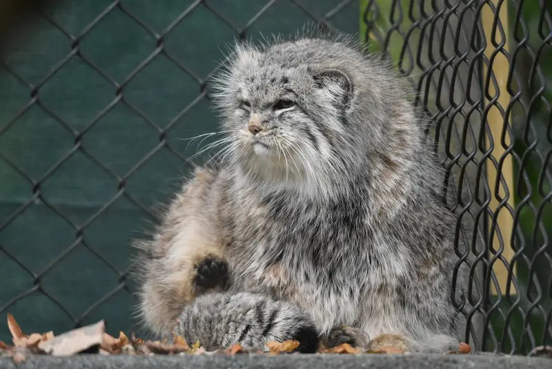 A photograph of a Pallas's cat