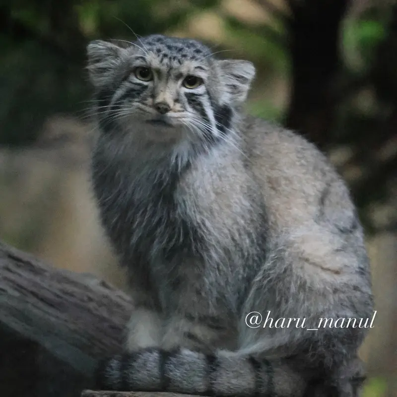 A photograph of Nagomu in Nasu Animal Kingdom