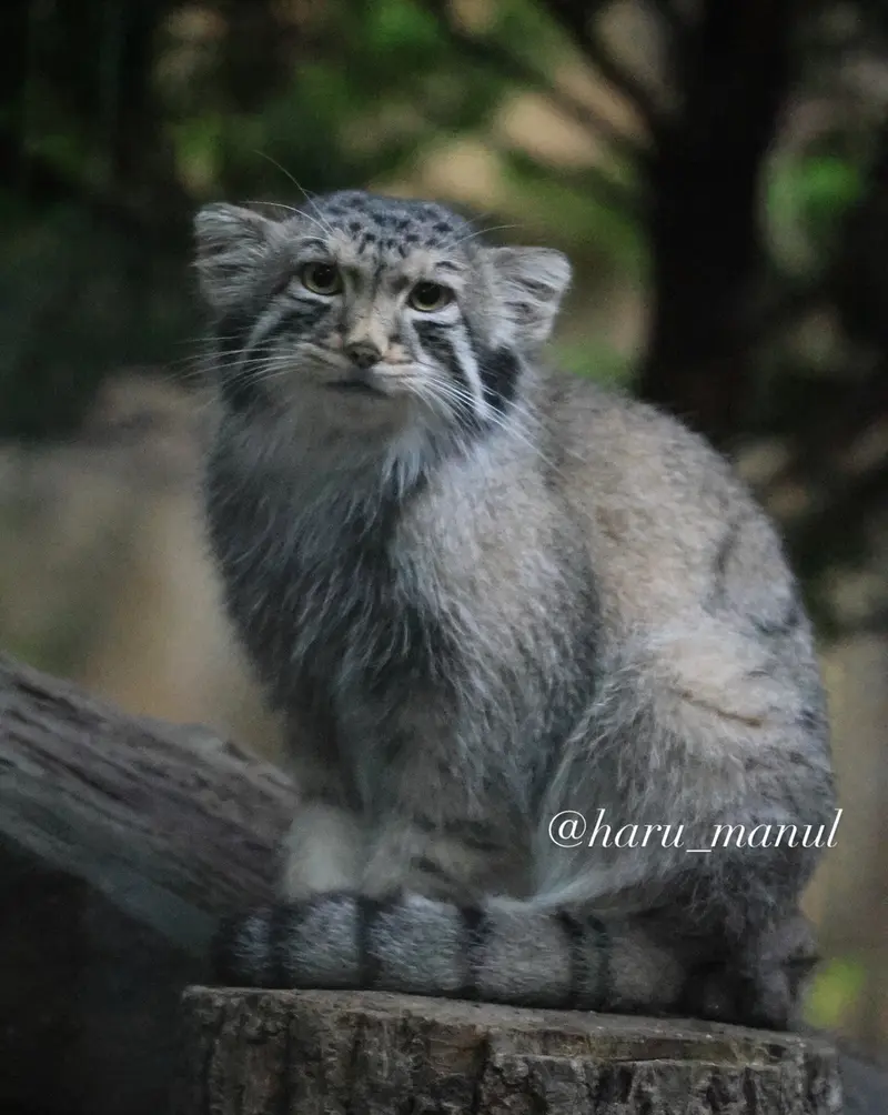 A photograph of Nagomu in Nasu Animal Kingdom