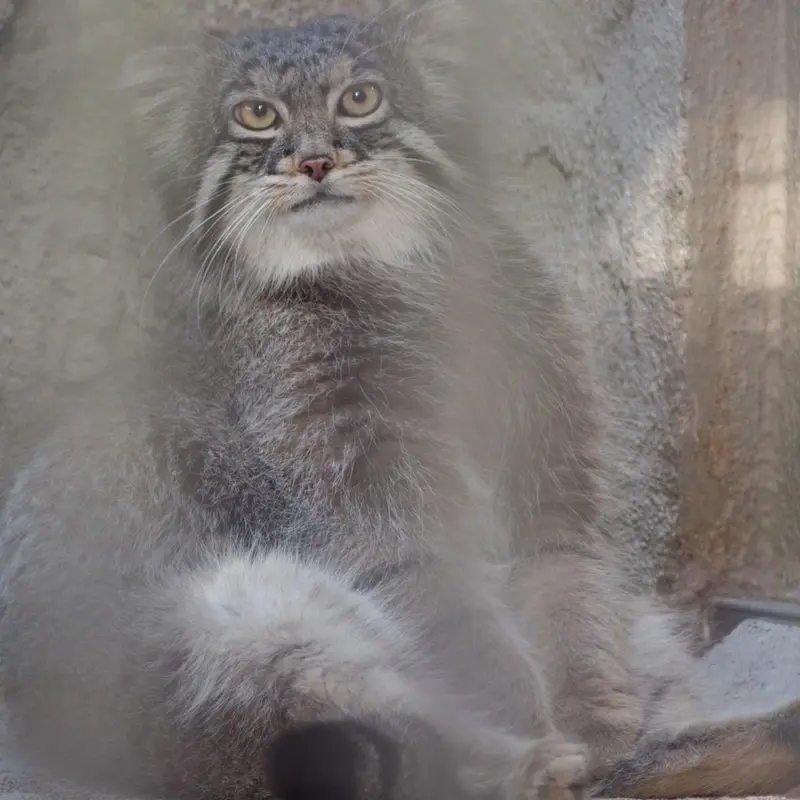 A photograph of Figa in Nogeyama Zoo