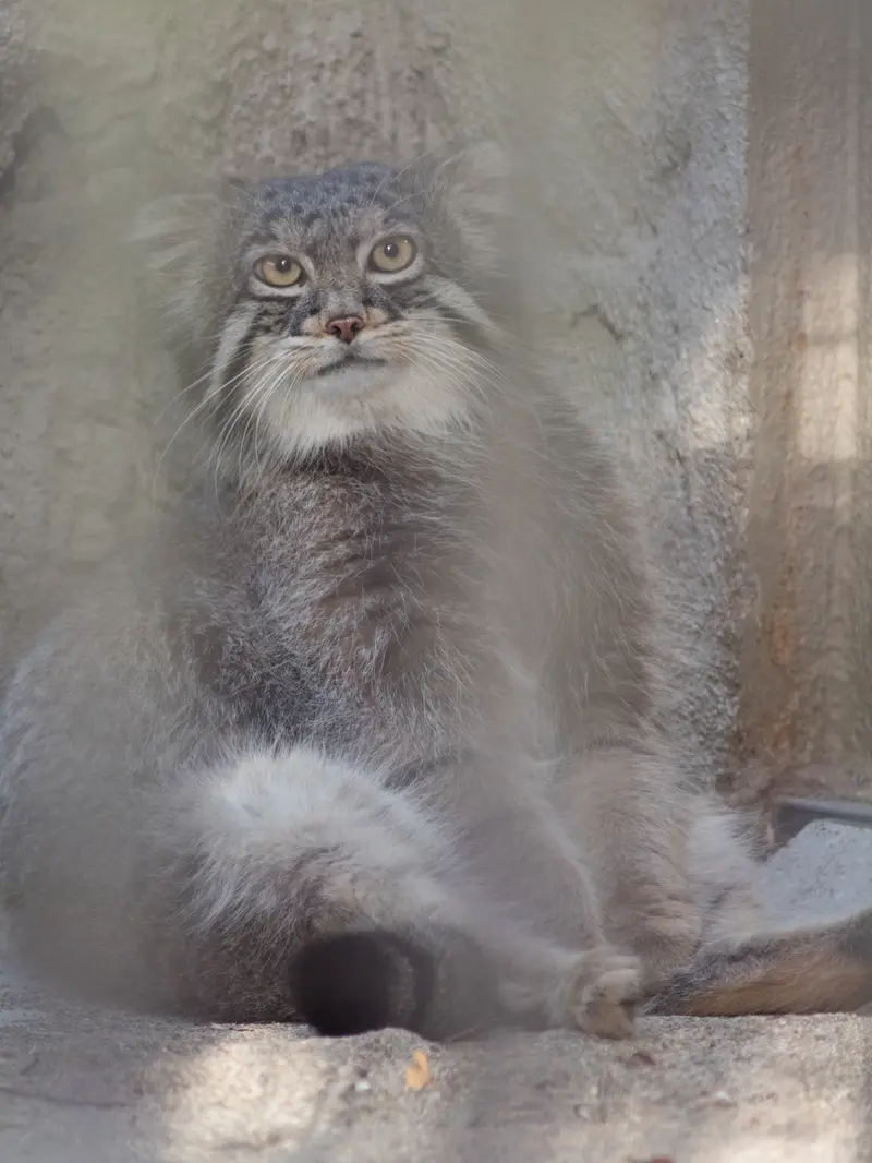 A photograph of Figa in Nogeyama Zoo