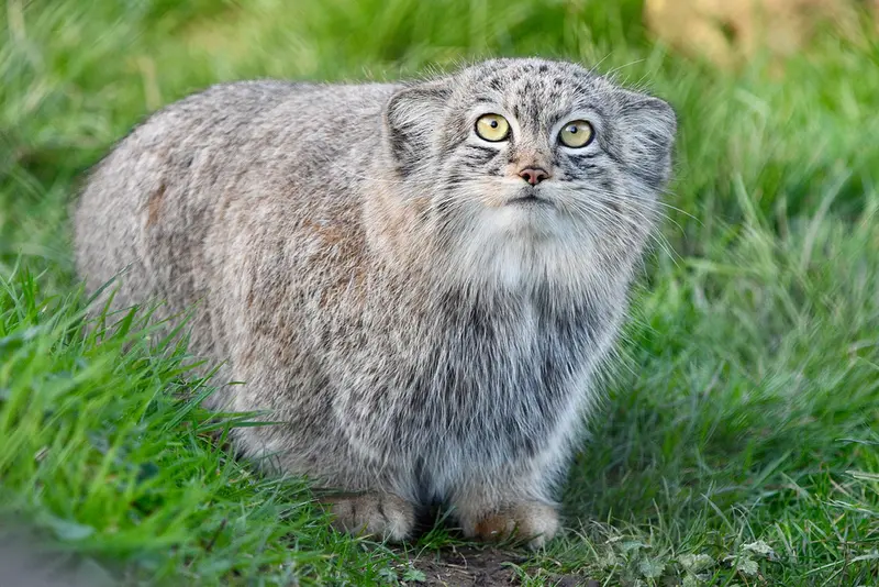 A photograph of Kharaa in Port Lympne Wild Animal Park