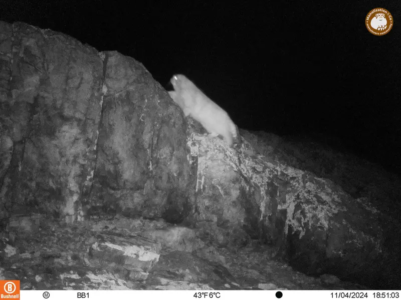 A photograph of Otocolobus manul manul from Aktas-Kunkora camera trap