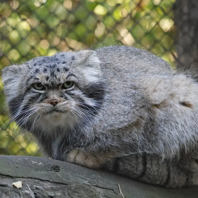 A photograph of a Pallas's cat in Novosibirsk Zoo