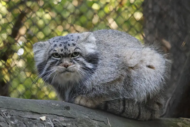 A photograph of a Pallas's cat in Novosibirsk Zoo