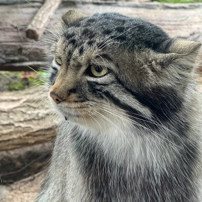 A photograph of Nagomu in Nasu Animal Kingdom