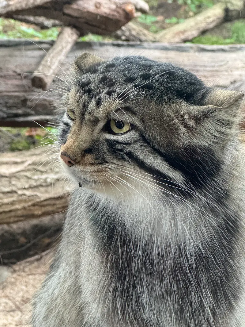 A photograph of Nagomu in Nasu Animal Kingdom
