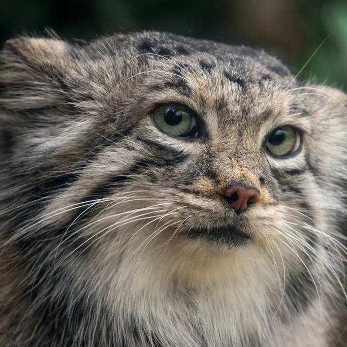 A photograph of Az in Kobe Animal Kingdom