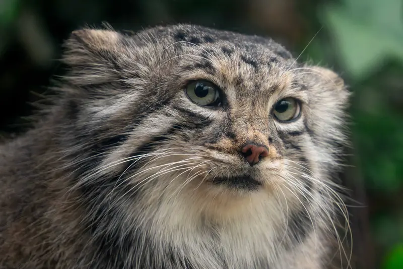 A photograph of Az in Kobe Animal Kingdom