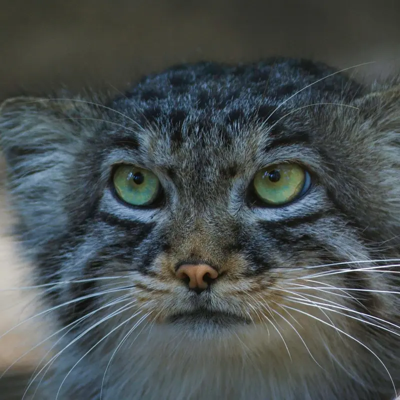 A photograph of Son of Erdene Ⅲ b.2016 in Košice Zoo