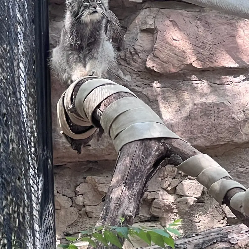 A photograph of Tai Chi in Pueblo Zoo