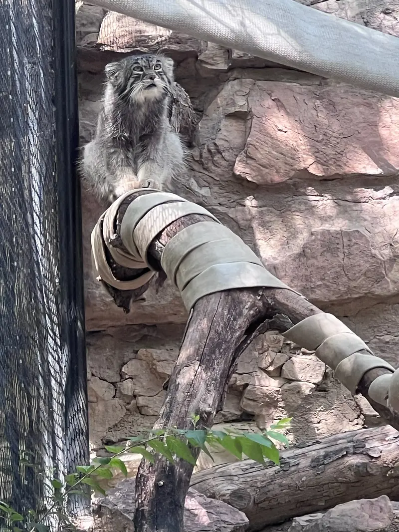 A photograph of Tai Chi in Pueblo Zoo