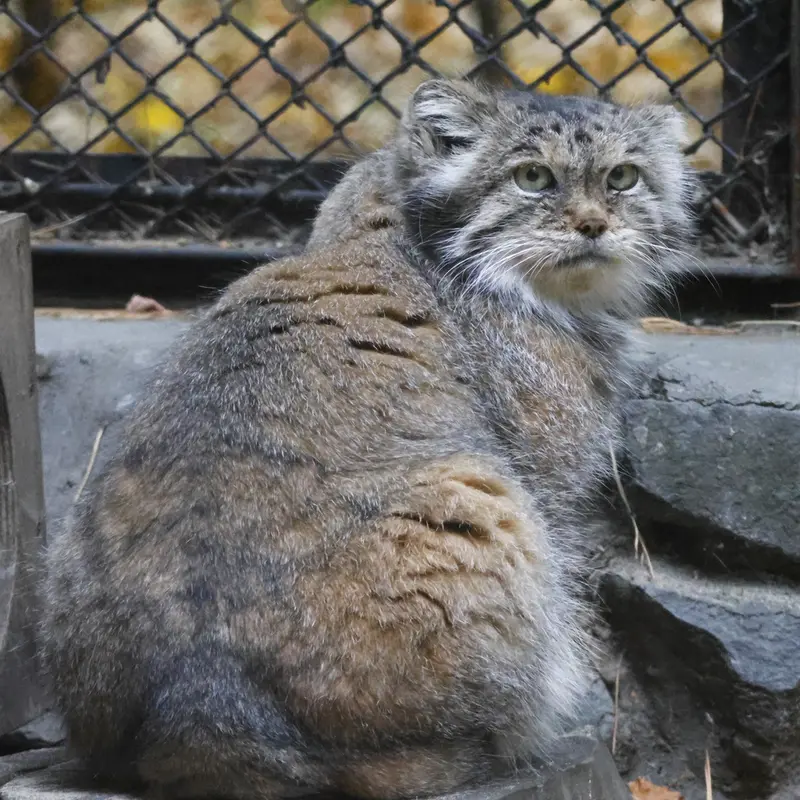 A photograph of Lastochka in Novosibirsk Zoo