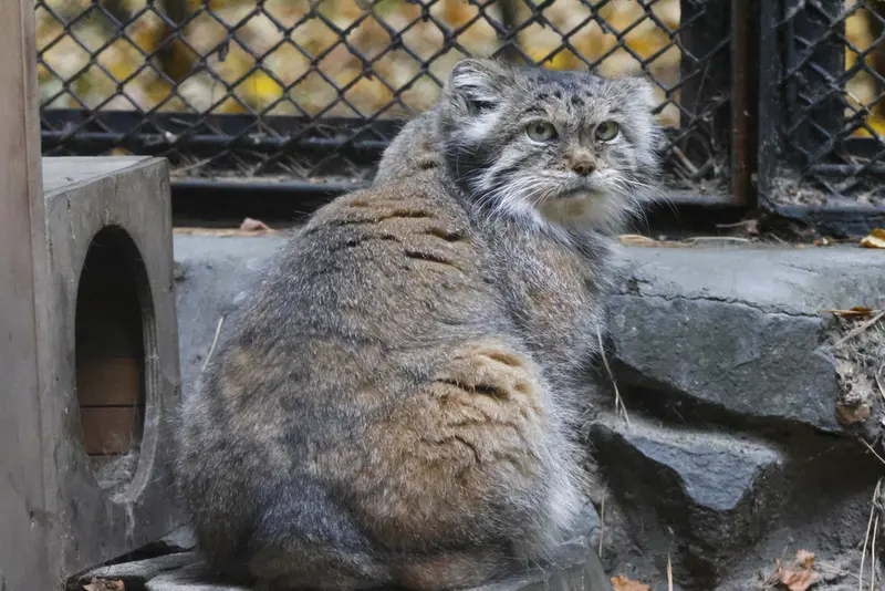 A photograph of Lastochka in Novosibirsk Zoo