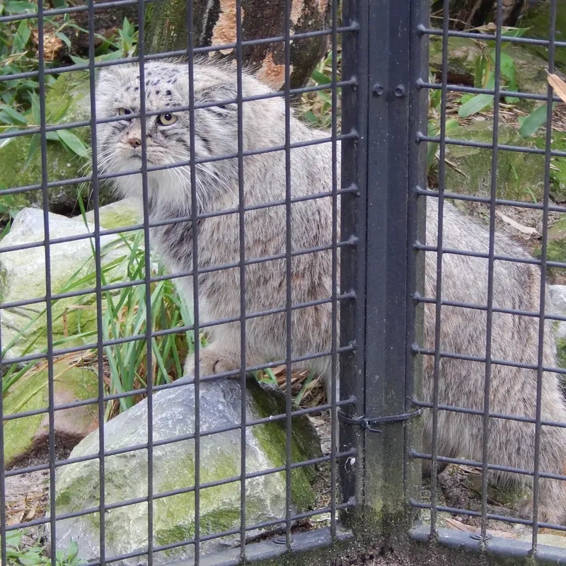 A photograph of Aldan in Zie-Zoo
