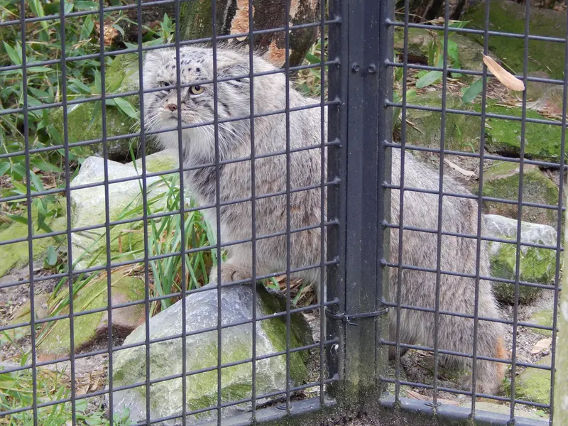 A photograph of Aldan in Zie-Zoo