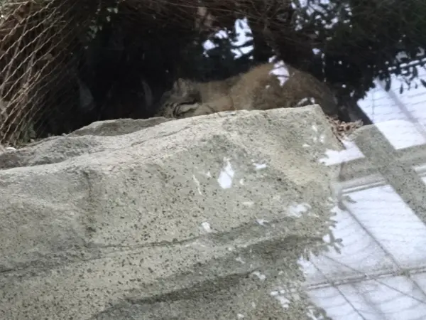 A photograph of a Pallas's cat
