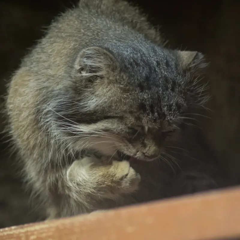 A photograph of Klyon in Ueno Zoological Gardens