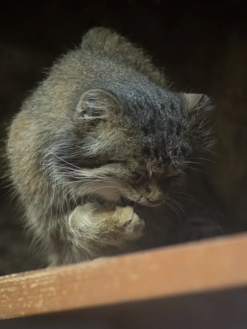 A photograph of Klyon in Ueno Zoological Gardens