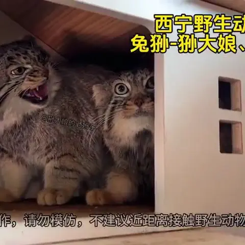 A photograph of Sun Shangxiang and Sun Daniang in Qinghai-Tibet Plateau Wildlife Zoo