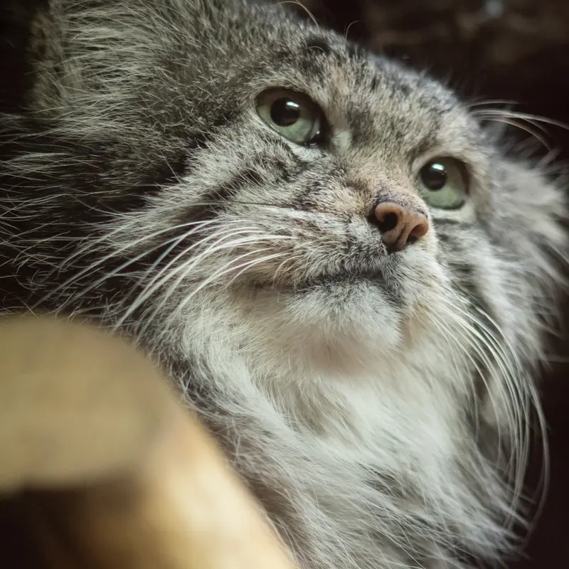 A photograph of Klyon in Ueno Zoological Gardens