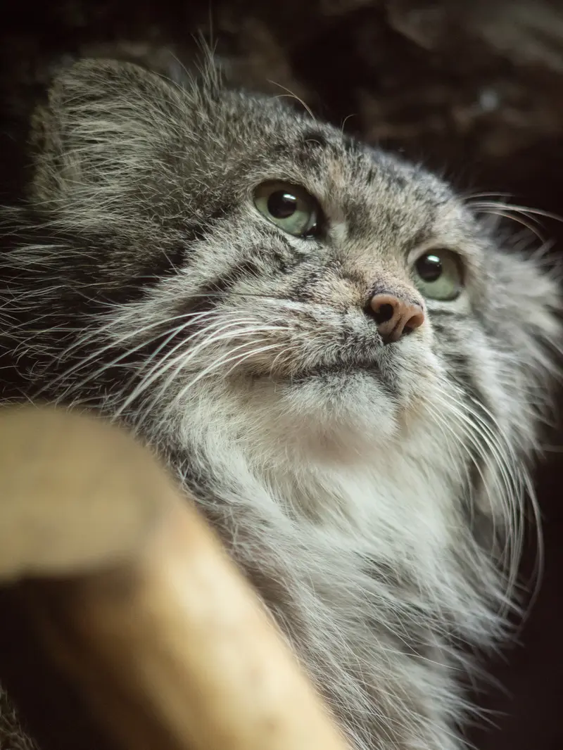 A photograph of Klyon in Ueno Zoological Gardens