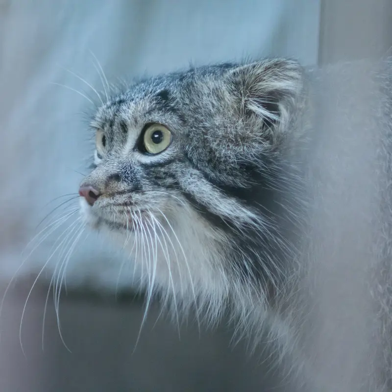 A photograph of Figa in Nogeyama Zoo