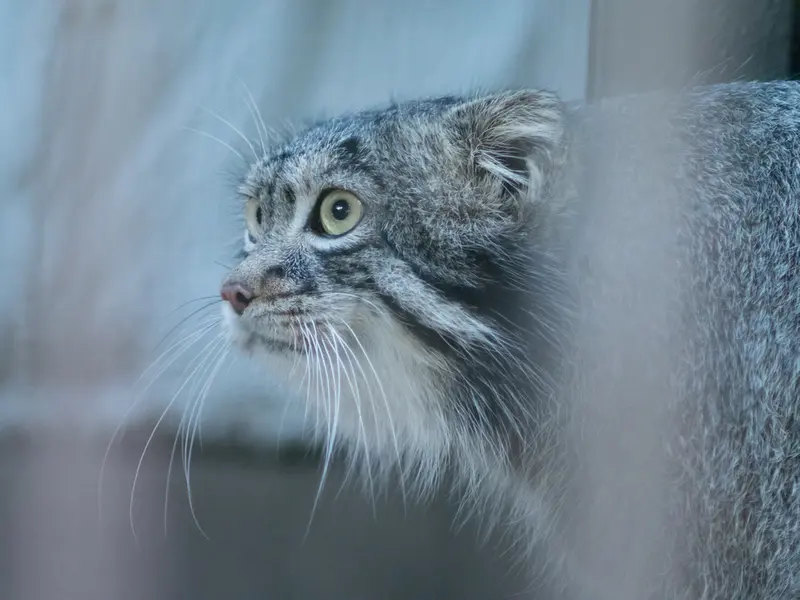 A photograph of Figa in Nogeyama Zoo