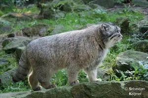 A photograph of a Pallas's cat