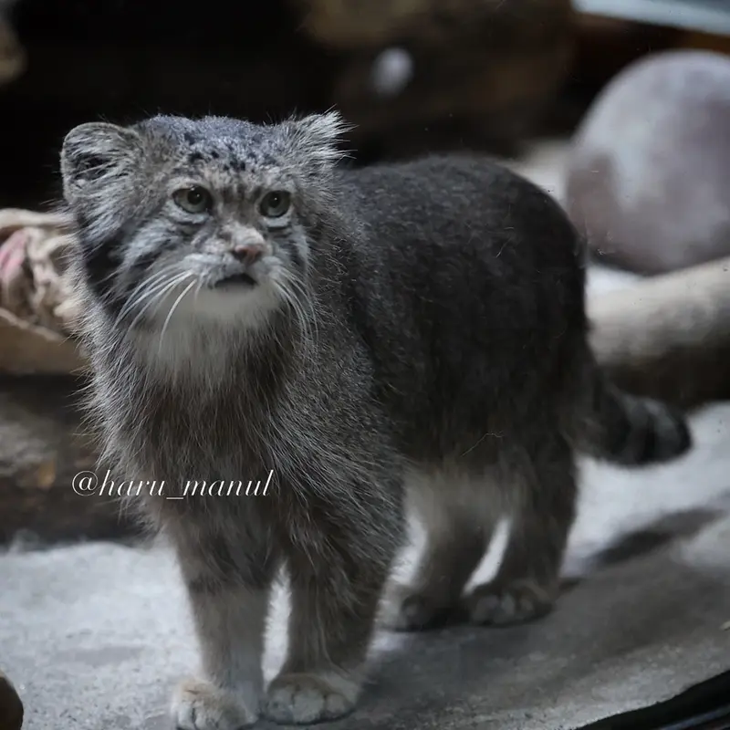 A photograph of Klyon in Ueno Zoological Gardens