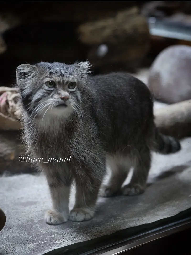 A photograph of Klyon in Ueno Zoological Gardens