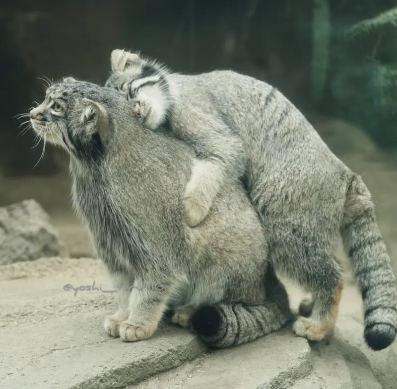what little manul is hugging Az?