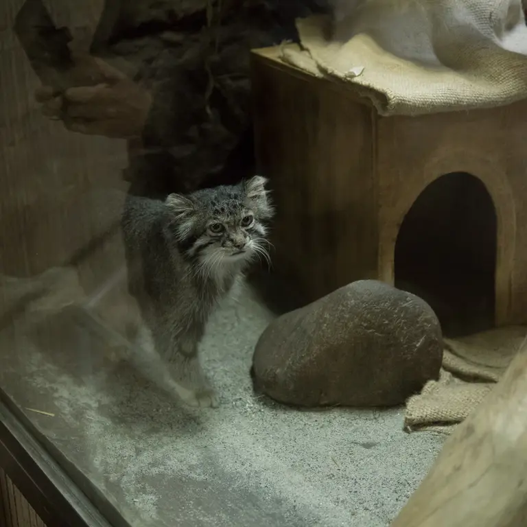 A photograph of Klyon in Ueno Zoological Gardens