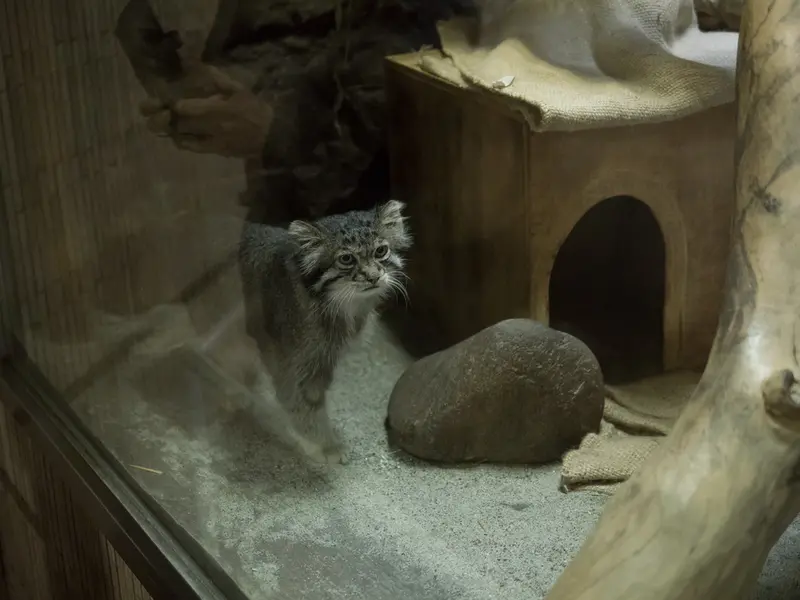 A photograph of Klyon in Ueno Zoological Gardens